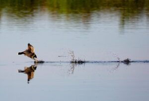 格安SIMで利用できるeSIM対応プランはどれがおすすめ？