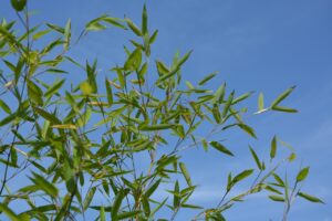 au回線を利用した格安SIMのおすすめは？