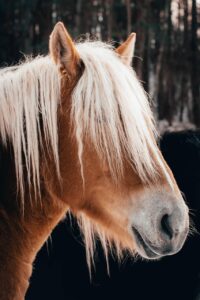 ワイモバイルとLINEMOはどっちを選ぶべき？