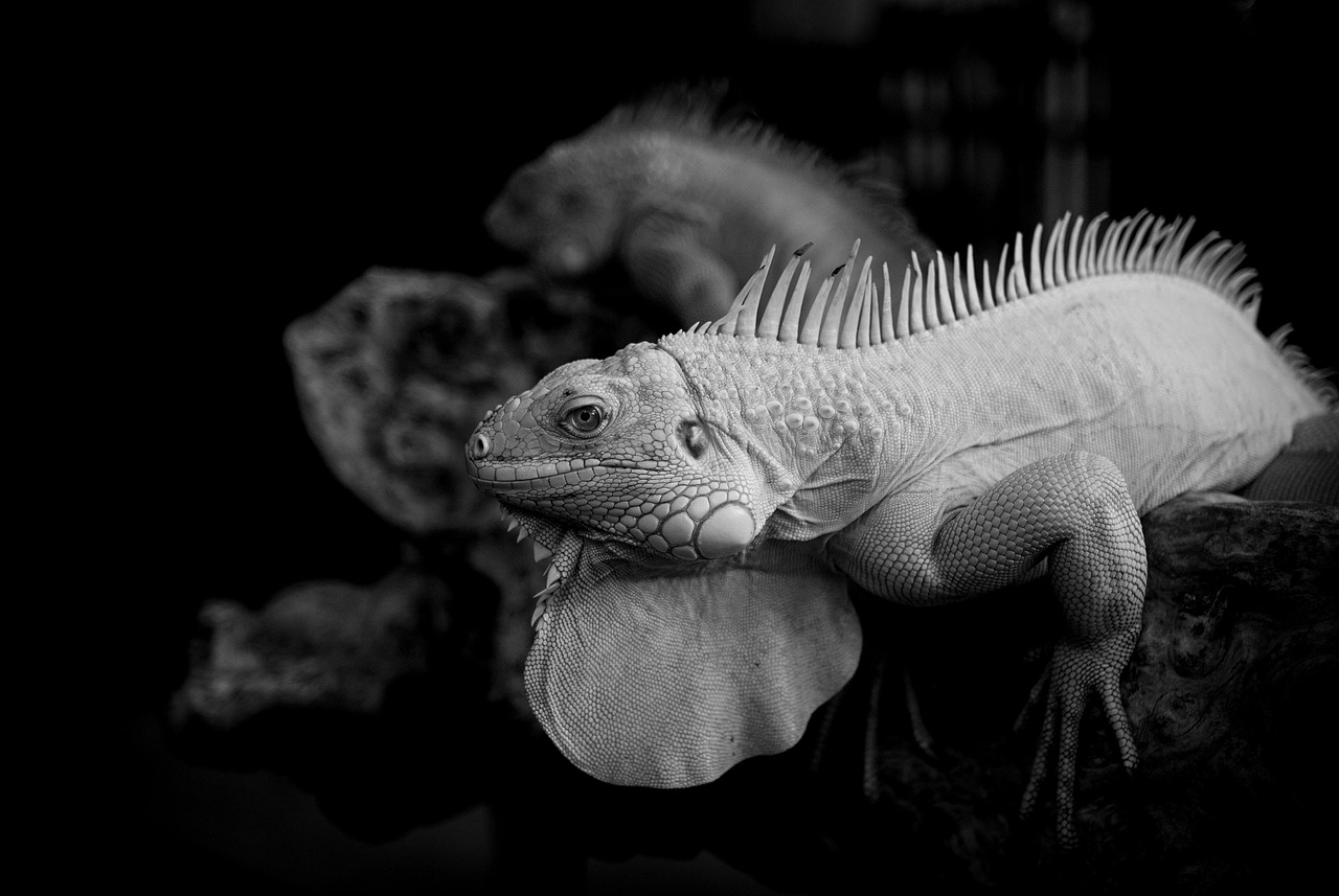 格安eSIMを利用する際のおすすめプロバイダーは？