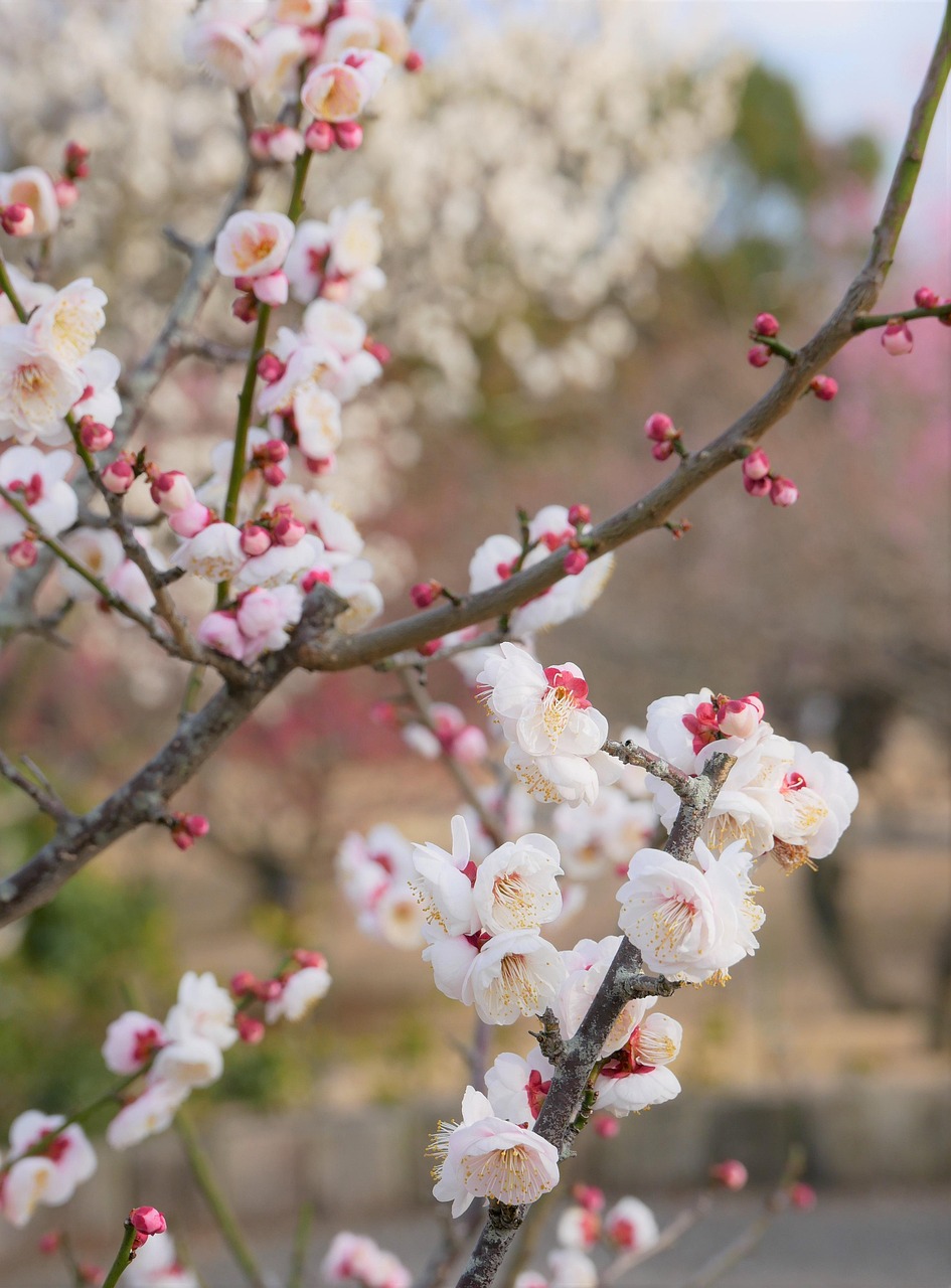 IIJmioのeSIMの評判はどうなのか？