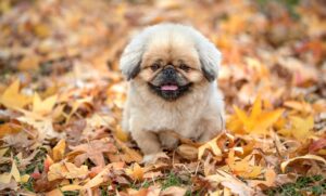 格安SIMの比較サイトで信頼できるおすすめは？